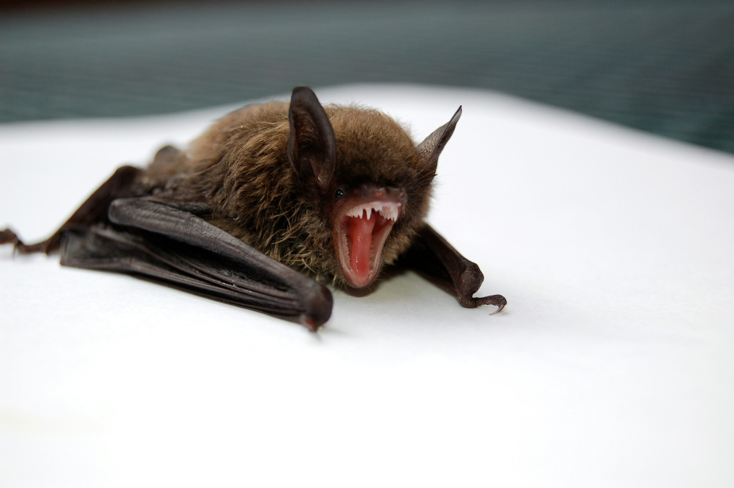 Older adult speaking with a healthcare professional after discovering a bat in the home.