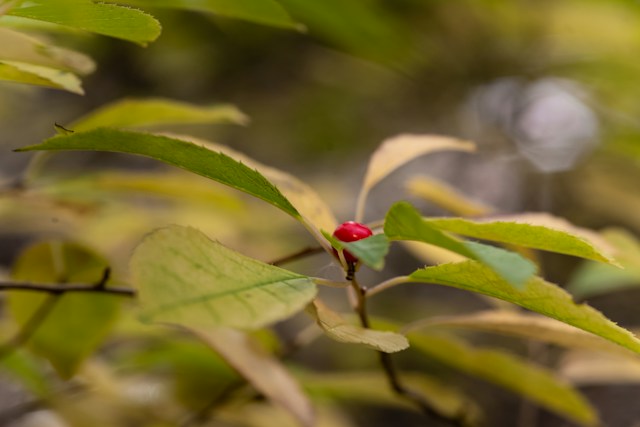 Hawthorn berries and leaves associated with heart health research