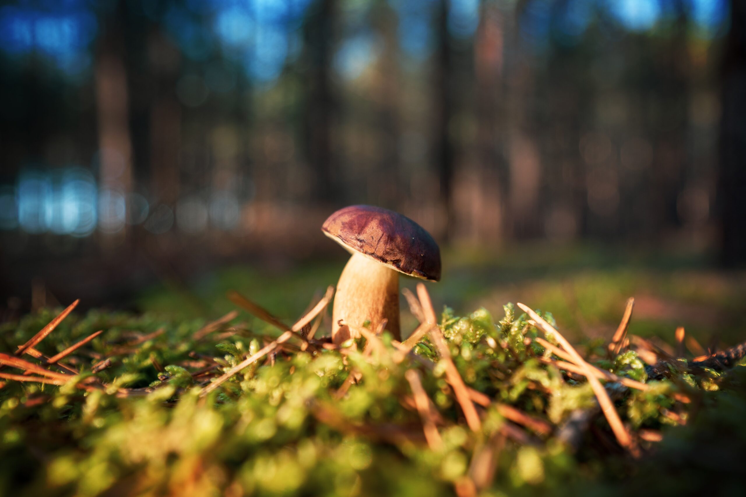 Brain illustration showing research into psilocybin and concussion recovery