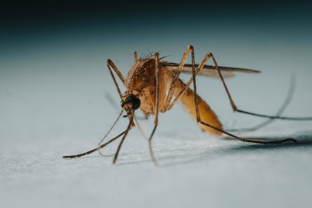 Anopheles mosquito, the insect that can transmit malaria, shown in a close-up medical photograph.