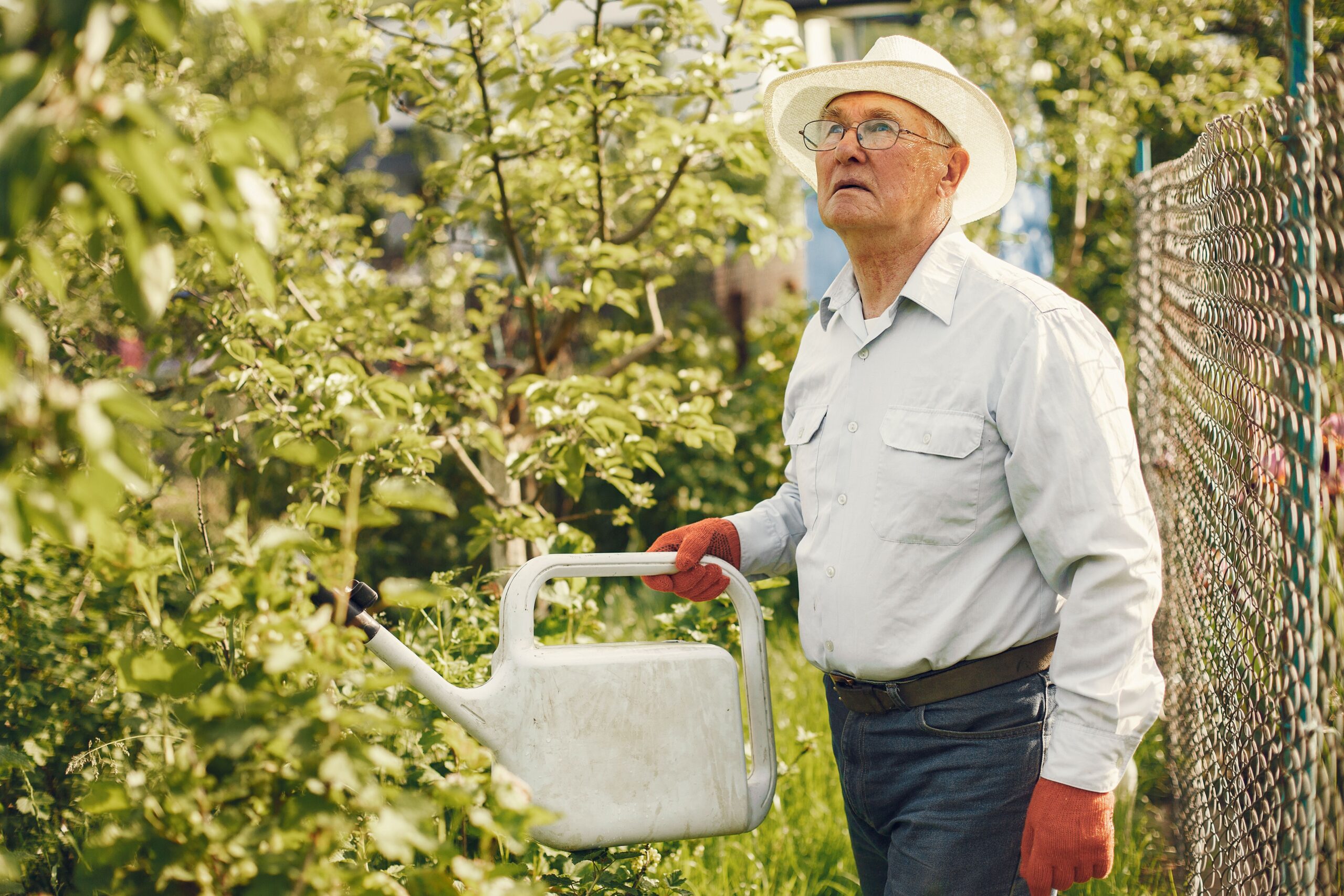 Older adult watering a potted herb with cooled, unsalted boiled egg water.