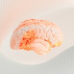 Illustration of the human brain highlighting the hippocampus, a region involved in learning and memory, during sleep.